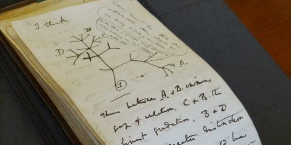Un esbozo del famoso árbol de la vida del investigador evolutivo Charles Darwin de 1837.