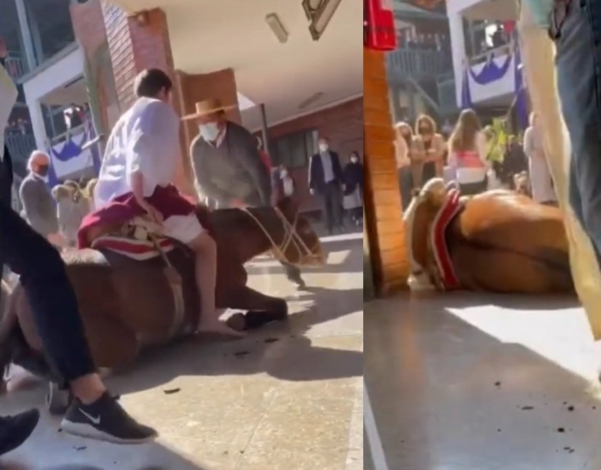 Dos investigaciones por maltrato animal por el burro de Colegio San Benito