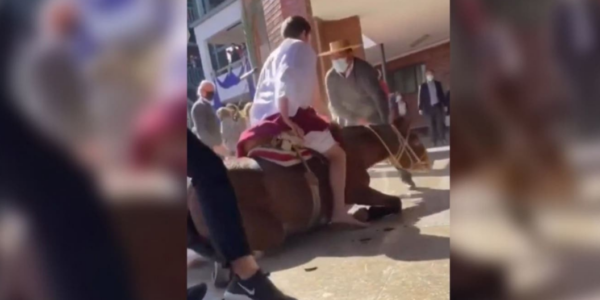 Colegio de Vitacura es denunciado por maltrato animal contra burro