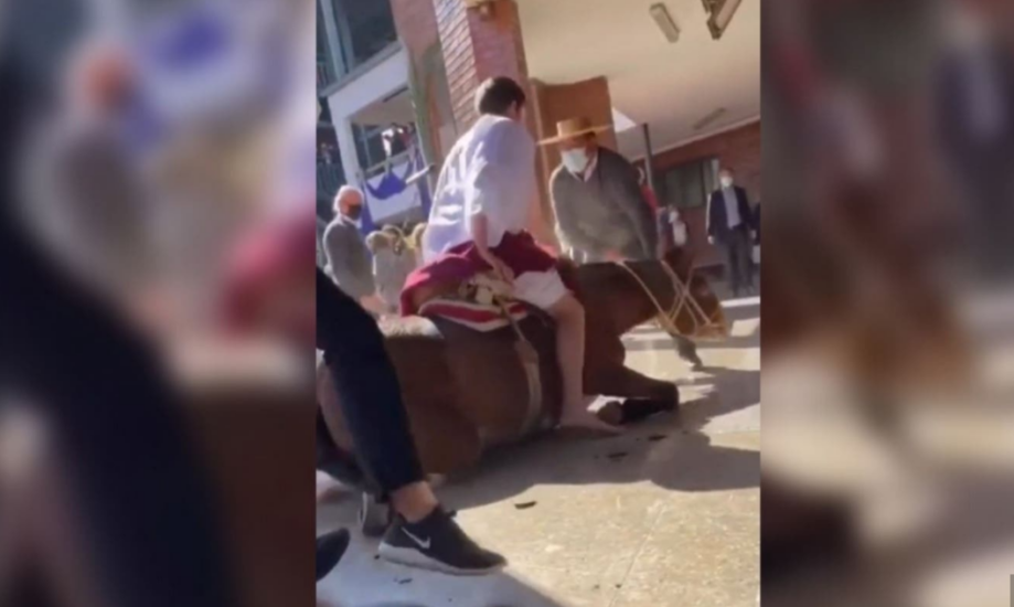 Colegio de Vitacura es denunciado por maltrato animal contra burro