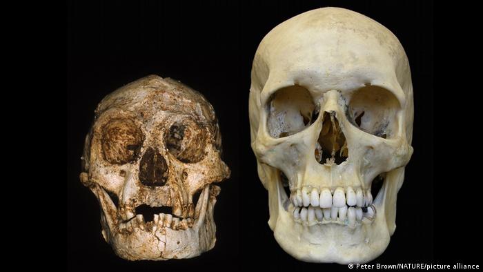 El cráneo de un "Homo floresiensis" (lzq.) comparado con un cráneo moderno.