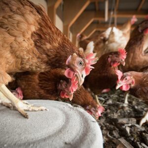 Colmevet llama a la calma por muerte causada por la gripe aviar en China