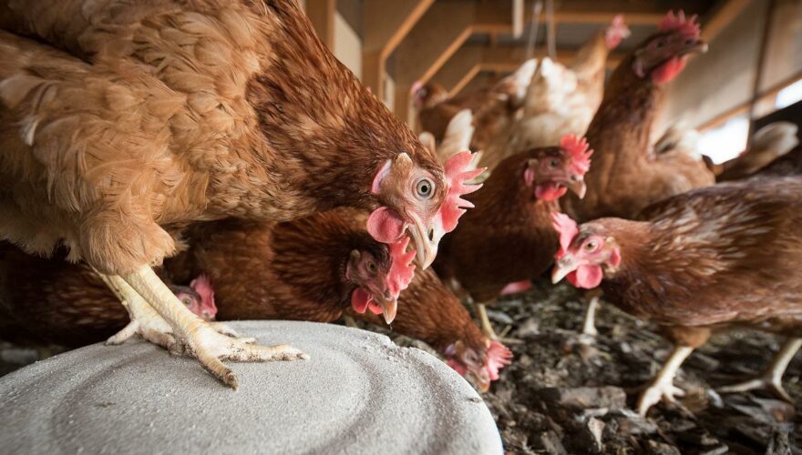 Colmevet llama a la calma por muerte causada por la gripe aviar en China