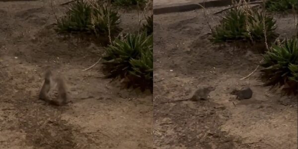 VIDEO. Peculiar "pelea" entre ratones en Antofagasta se vuelve viral