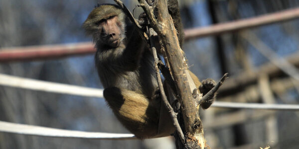 Preocupación en Estados Unidos por primer caso de viruela del mono