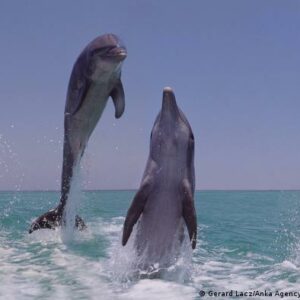 Delfines pueden identificar a sus amigos probando su orina
