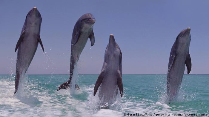 Delfines pueden identificar a sus amigos probando su orina
