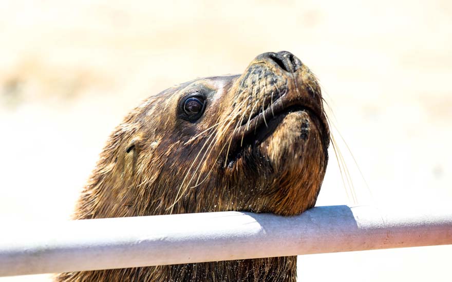 VIDEO. Sernapesca expone irresponsable maniobra de padres que montaron a su hija encima de un lobo marino