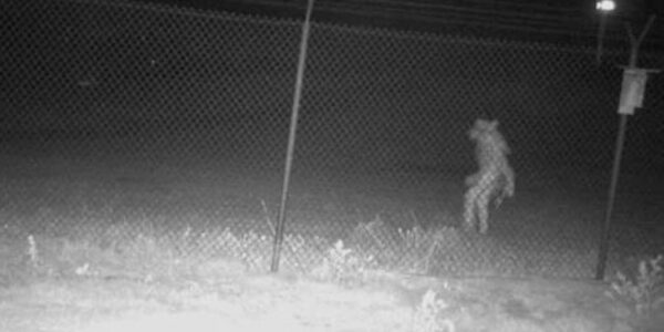 Detectan extraña figura deambulando en las cercanías de un zoológico