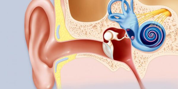 El oído medio humano es clave para transportar las vibraciones del sonido al oído interno.