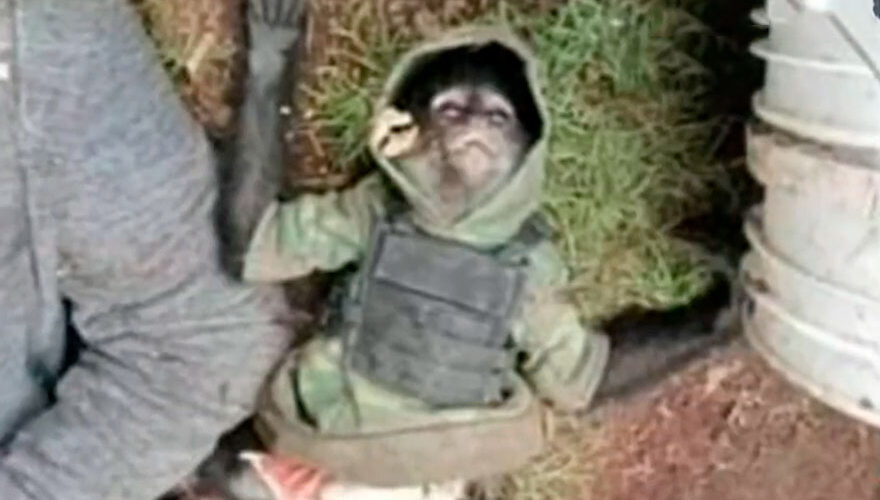 La historia del "mono sicario" que murió tras un tiroteo en México