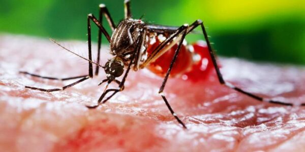 Más de un millón de muertes al año se atribuyen a enfermedades transmitidas por mosquitos, como la malaria, la fiebre amarilla, el dengue, el Zika y la fiebre chikungunya.