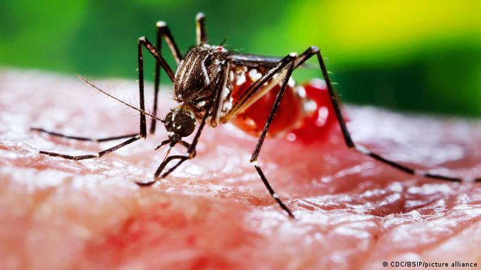 Más de un millón de muertes al año se atribuyen a enfermedades transmitidas por mosquitos, como la malaria, la fiebre amarilla, el dengue, el Zika y la fiebre chikungunya.