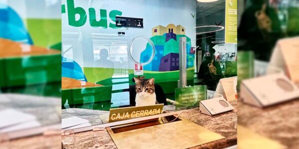 Gastón: la increíble historia del gato que "vende" pasajes en terminal