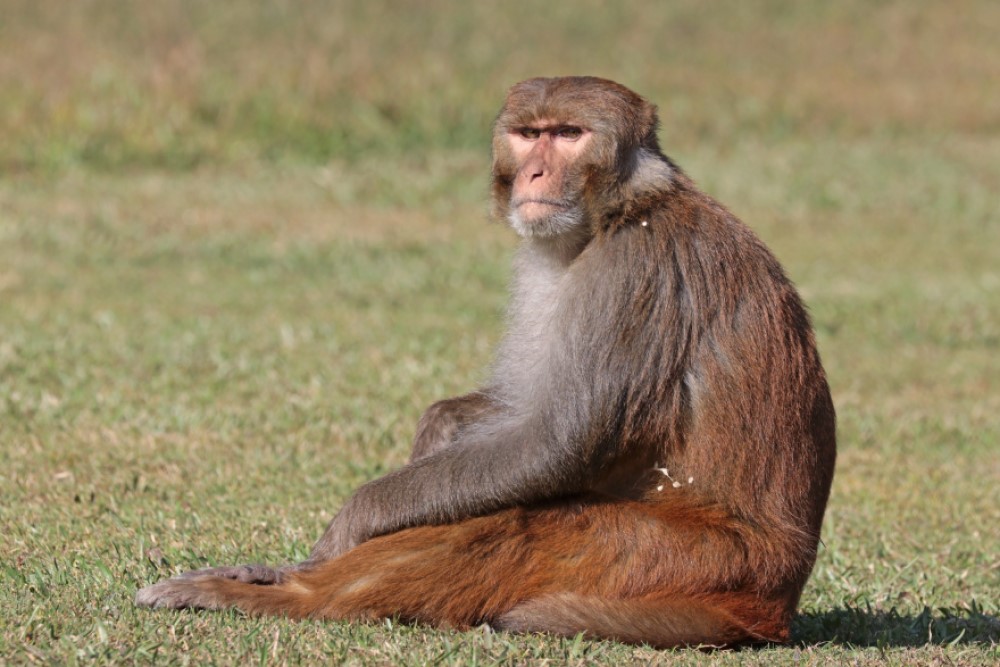 ¿Por qué los monos nos hacen esto?: Las otras enfermedades transmitidas de simios a humanos 