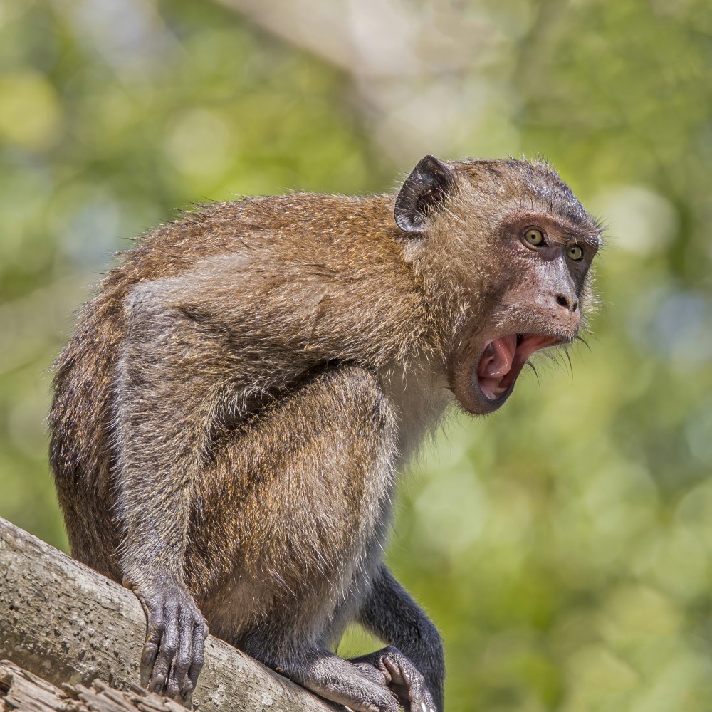 ¿Por qué los monos nos hacen esto?: Las otras enfermedades transmitidas de simios a humanos 