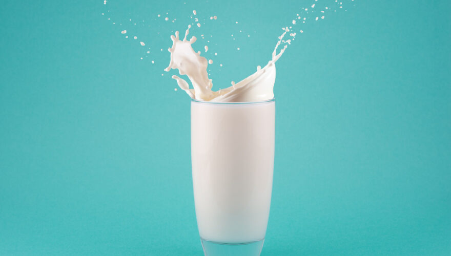 Solo un tercio de los adultos no sufre intolerancia a la lactosa. Durante años, investigadores estuvieron convencidos de que los humanos toleraron la leche a través del consumo de la misma. Quizá estaban equivocados.