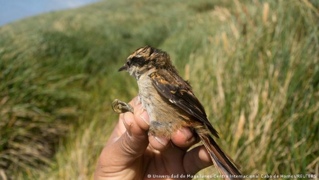 Encuentran una nueva especie de pájaro que vive en medio del océano y que tiene desconcertados a los científicos