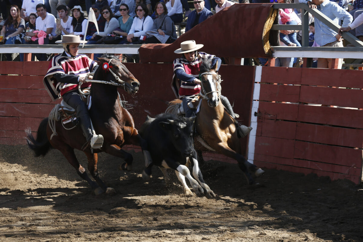 El origen e historia del rodeo chileno El origen e historia del rodeo chileno