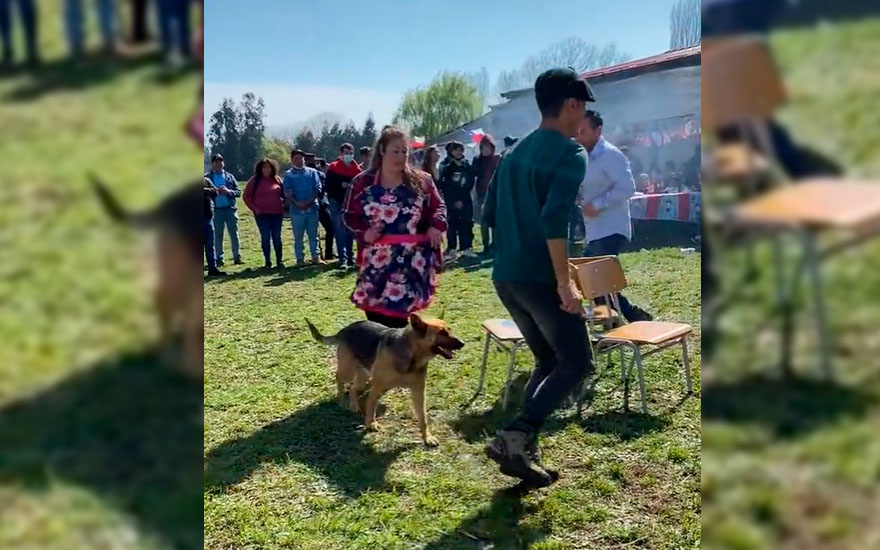 VIDEO. Tierno perro protagoniza juego de la sillita musical
