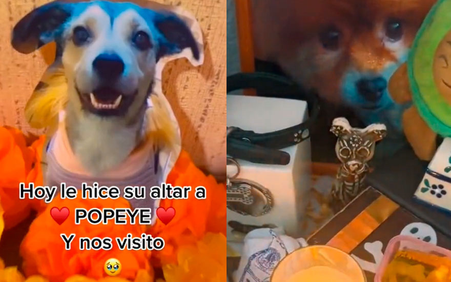 VIDEOS. Los altares para mascotas por el Día de los Muertos
