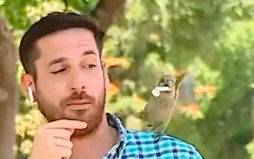 VIDEO. Loro le robó audífono a periodista de CHV en vivo