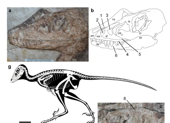 Encuentran fósil de dinosaurio con una rana en su estómago