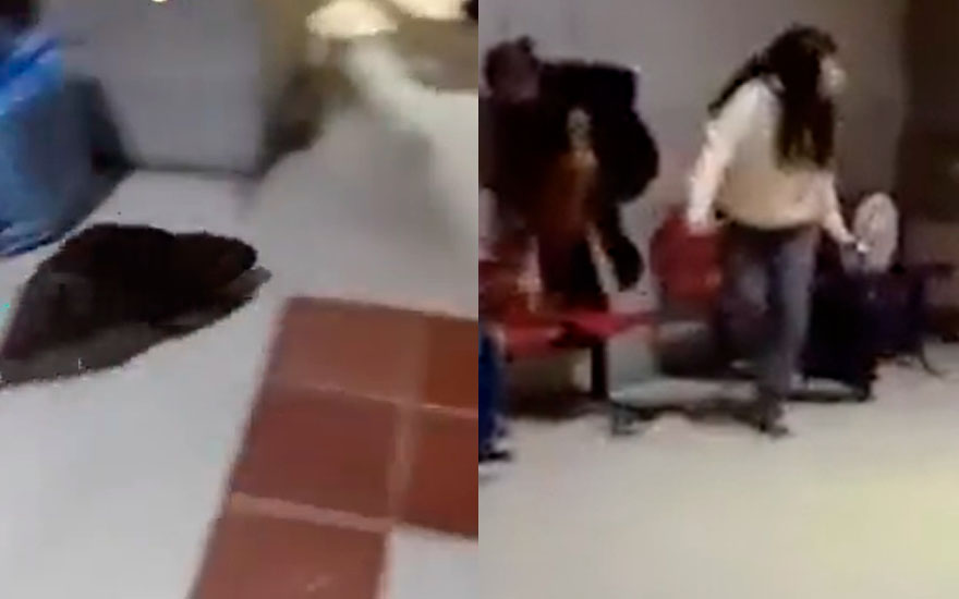 VIDEO. Coipo dejó la escoba en terminal de buses en Concepción