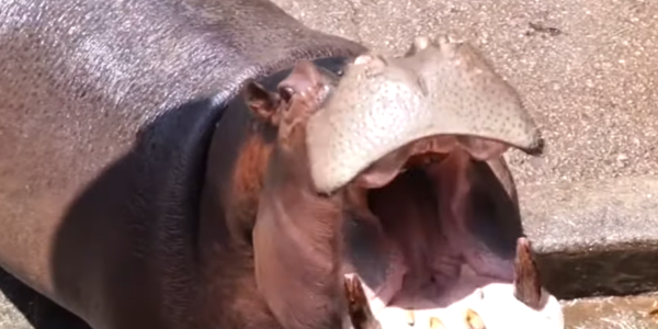 Hipopótamo YouTube