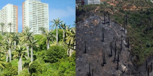 Organización ambientalista advierte avance inmobiliario tras incendio en Viña del Mar