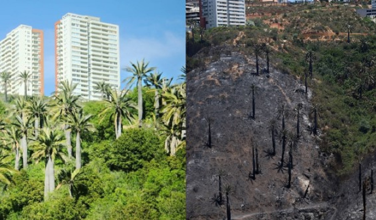 Organización ambientalista advierte avance inmobiliario tras incendio en Viña del Mar