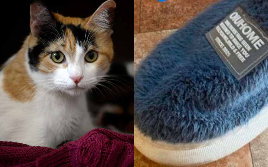 Usuaria de Puente Alto acusó robo de su gata a través de Sosafe