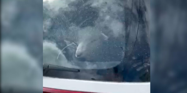 La historia de cordero que apareció en auto robado en Coyhaique