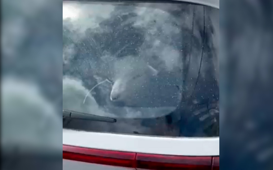 La historia de cordero que apareció en auto robado en Coyhaique