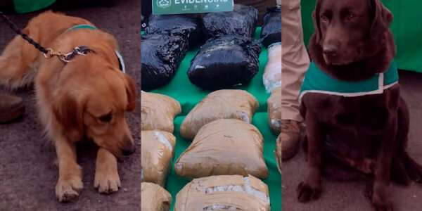Elvis y Hulk: los perros antidrogas que pillaron 90 kg de marihuana