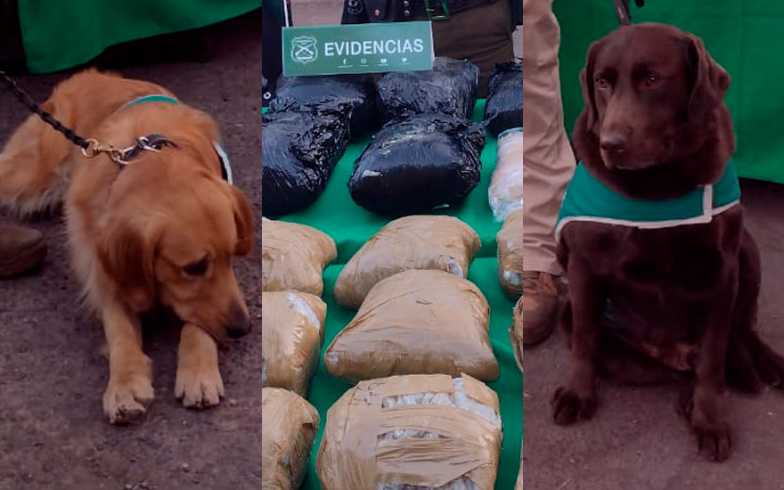 Elvis y Hulk: los perros antidrogas que pillaron 90 kg de marihuana