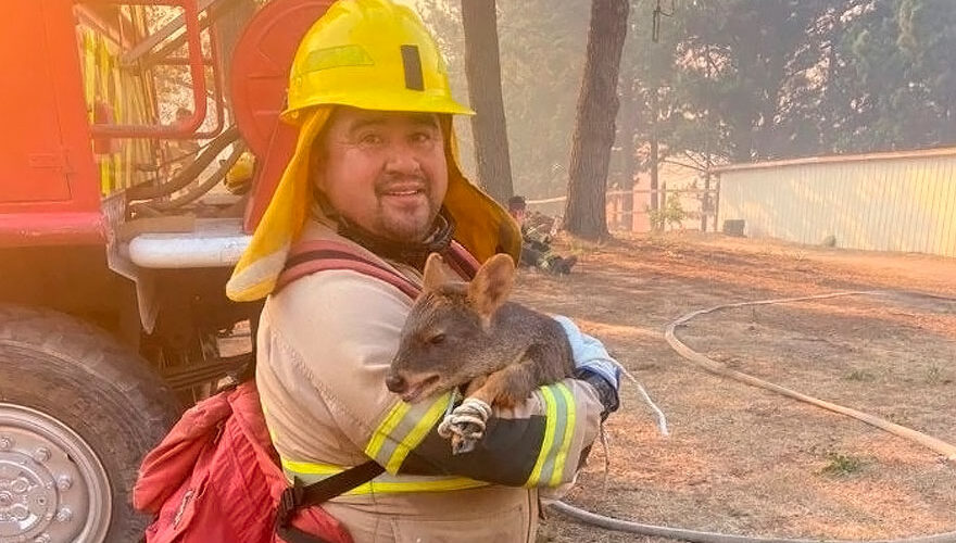 Bomberos en Concepción logran rescatar a pudú de incendios
