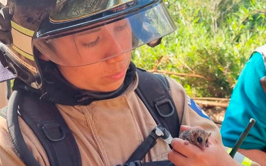 Monito del monte debió ser rescatado en Mariquina por incendios