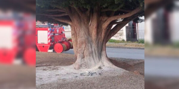 Intentaron quemar el árbol ciprés símbolo de la campaña de Boric