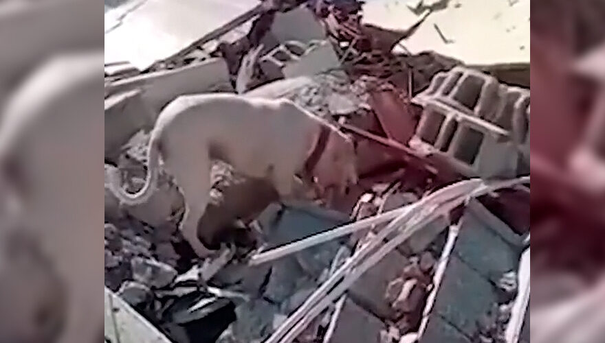 Perrito intenta alimentar a su dueño en Turquía tras terremoto