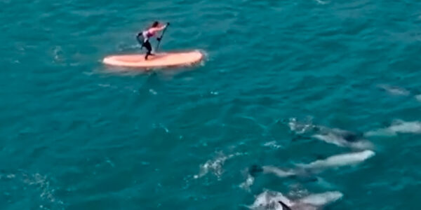 Graban cómo surfistas en Concón acosó a grupo de delfines
