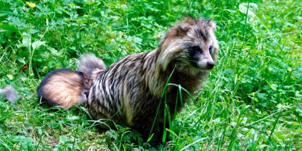 Investigación detalla que perros mapaches son origen del COVID