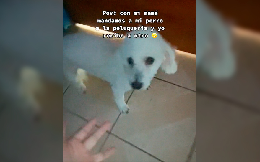 Familia trae a su perro de la peluquería en Iquiue pero no era suyo