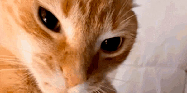 Lo que dice la ciencia sobre los gatos naranjas y su personalidad