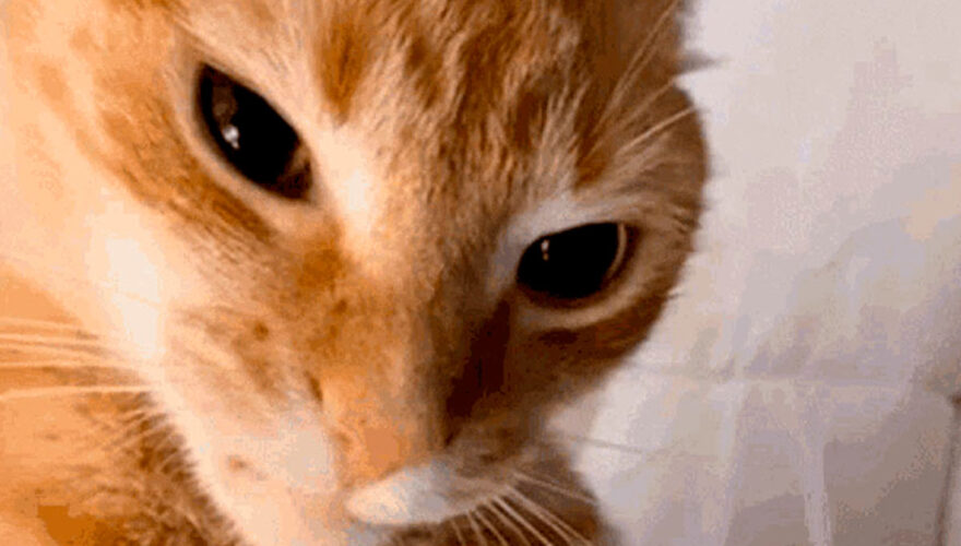 Lo que dice la ciencia sobre los gatos naranjas y su personalidad
