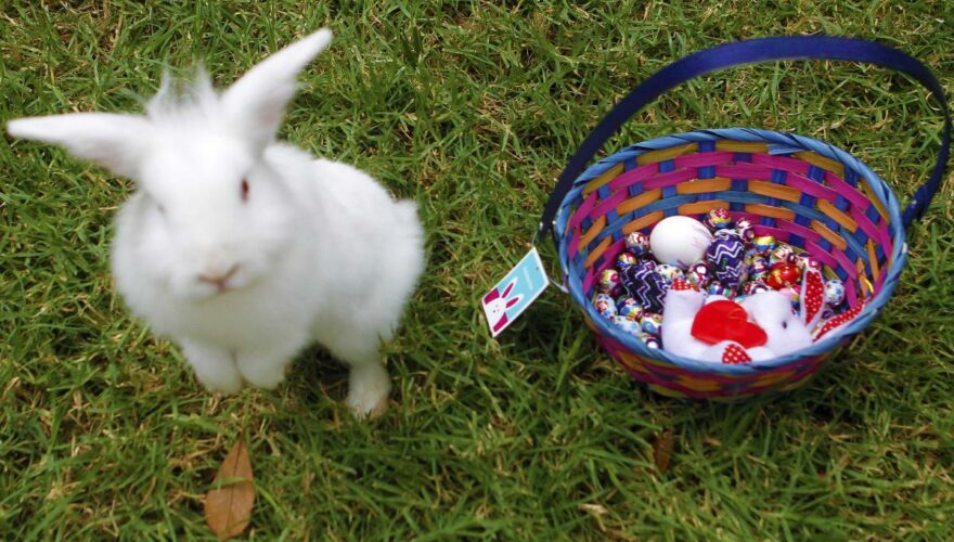 Conejo blanco junto a una canasta con huevitos de chocolate