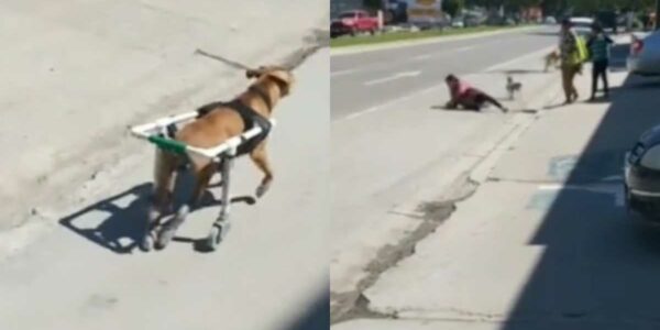 Perrito viral en silla de ruedas corriendo en la calle y botando a señora