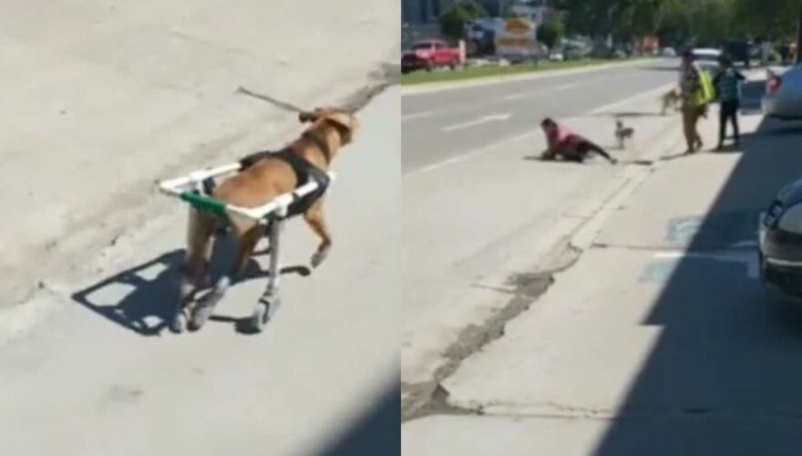 Perrito viral en silla de ruedas corriendo en la calle y botando a señora