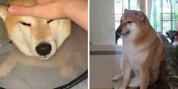 El perro de los memes Cheems, que está con un collar isabelino debido a su delicado estado de salud