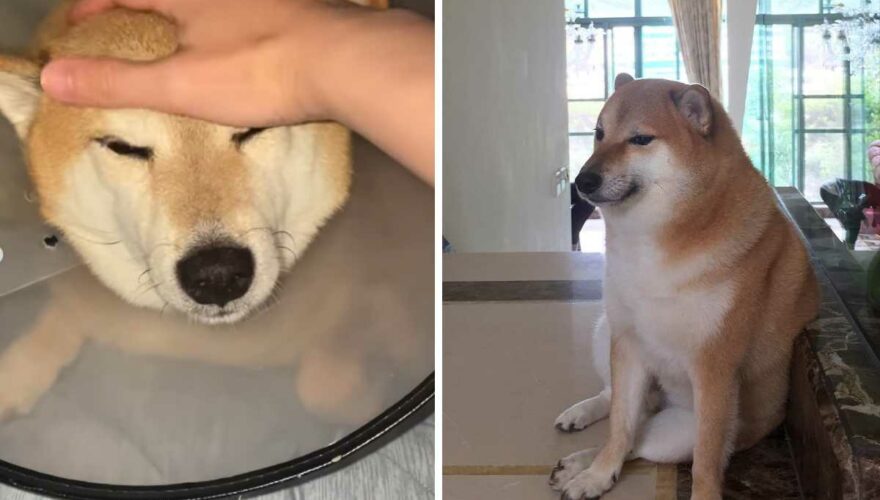 El perro de los memes Cheems, que está con un collar isabelino debido a su delicado estado de salud